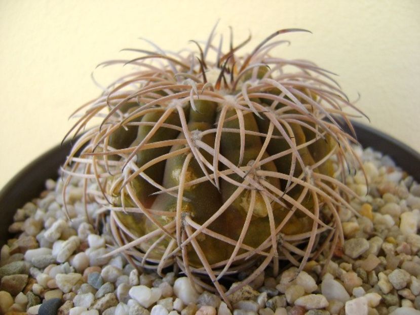 Gymnocalycium spegazzinii - Cactusi 2018 Gymnocalycium