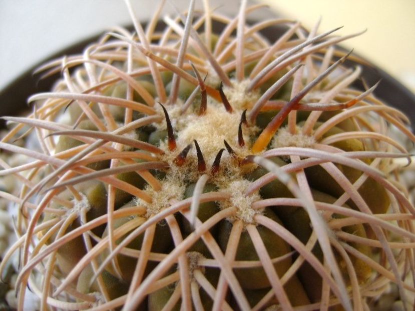 Gymnocalycium spegazzinii - Cactusi 2018 Gymnocalycium