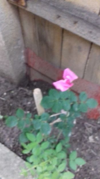 20180517_133544[1] - Trandafirii si alte flori 2018 - 2020