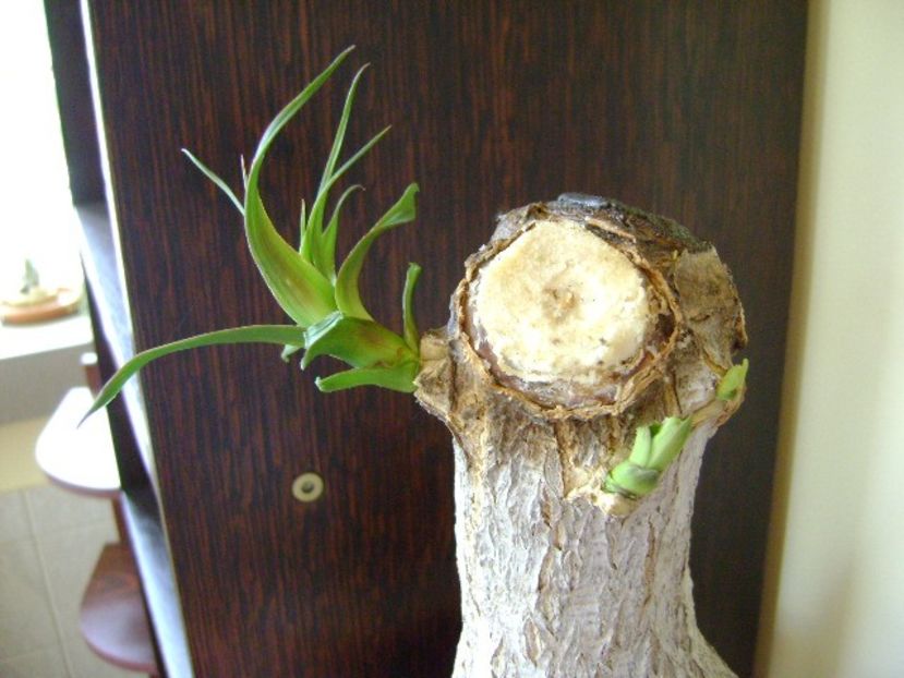 Beaucarnea recurvata (Nolina) - Caudiciforme si bulbi 2018