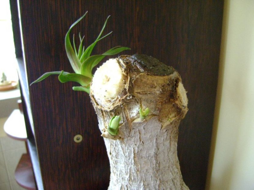 Beaucarnea recurvata (Nolina) - Caudiciforme si bulbi 2018