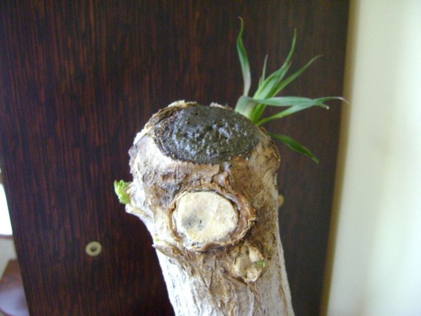 Beaucarnea recurvata (Nolina) - Caudiciforme si bulbi 2018