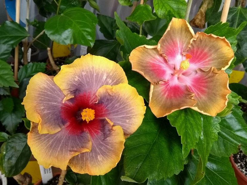  - 03Hibiscus