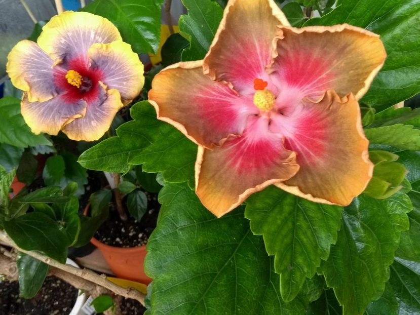  - 03Hibiscus