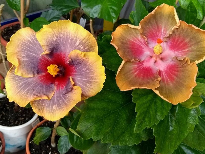  - 03Hibiscus