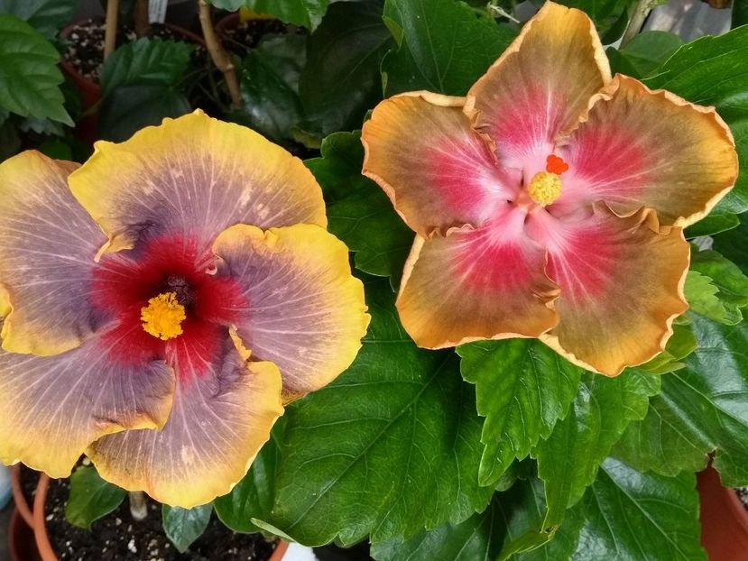 34716292_1988551334551638_2734266963357335552_n (1) - 03Hibiscus