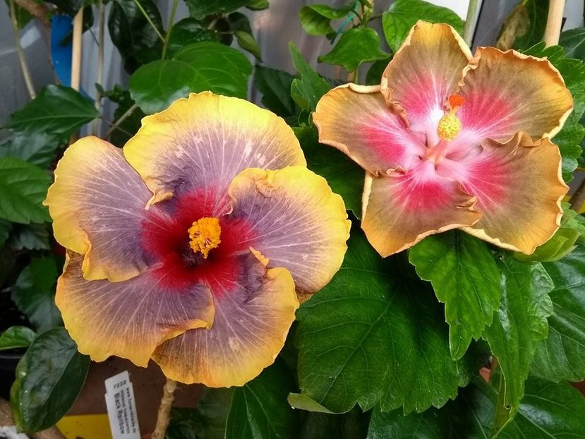 34792605_1988549547885150_5682127318974201856_n (1) - 03Hibiscus