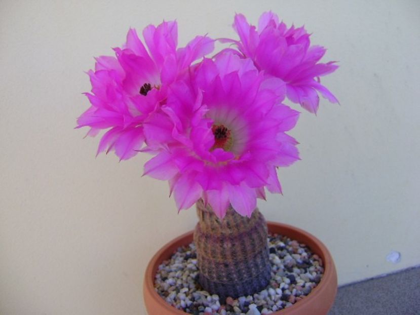 Echinocereus rigidissimus v. rubrispinus - Cactusi 2018 bis