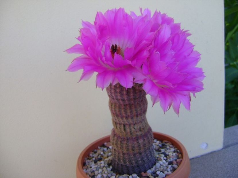 Echinocereus rigidissimus v. rubrispinus - Cactusi 2018 bis