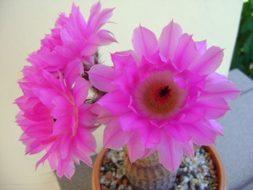 Echinocereus rigidissimus v. rubrispinus - Cactusi 2018 bis