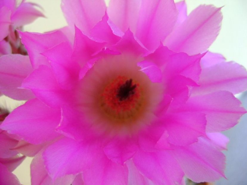 Echinocereus rigidissimus v. rubrispinus - Cactusi 2018 bis