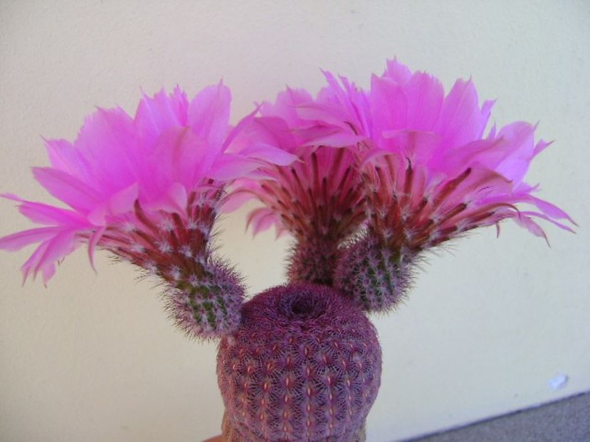 Echinocereus rigidissimus v. rubrispinus - Cactusi 2018 bis