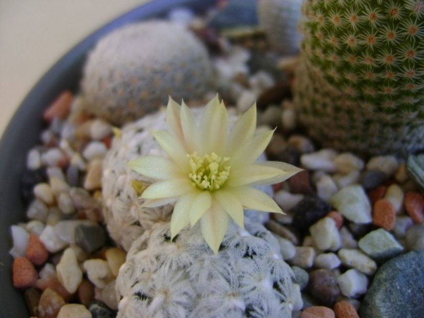 Mammillaria duwei - Cactusi 2018 bis