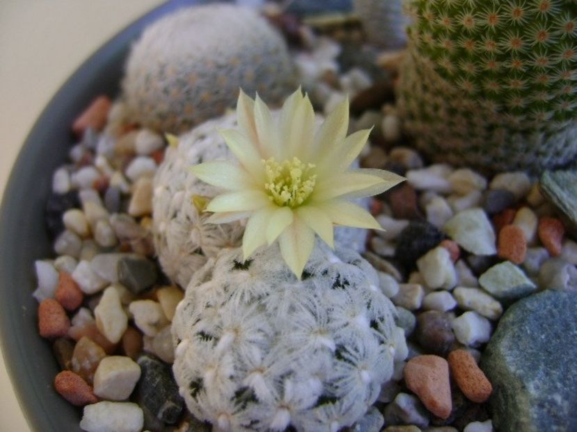 Mammillaria duwei - Cactusi 2018 bis
