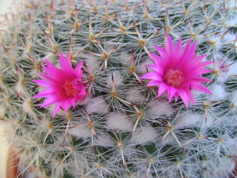 Mammillaria hahniana - Cactusi 2018 bis
