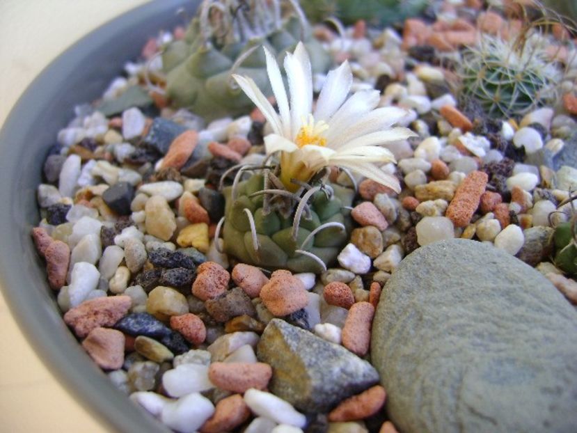 Turbinicarpus pachystele - Cactusi 2018 bis