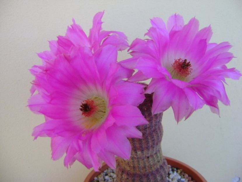 Echinocereus rigidissimus v. rubrispinus - Cactusi 2018 bis