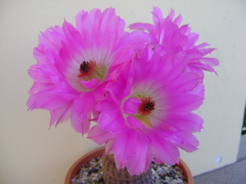 Echinocereus rigidissimus v. rubrispinus - Cactusi 2018 bis