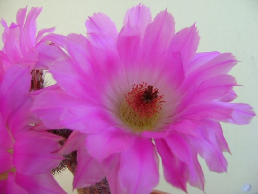 Echinocereus rigidissimus v. rubrispinus - Cactusi 2018 bis