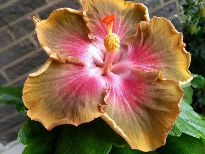 Bob Carran - 0Hibiscus in colectie infloriti