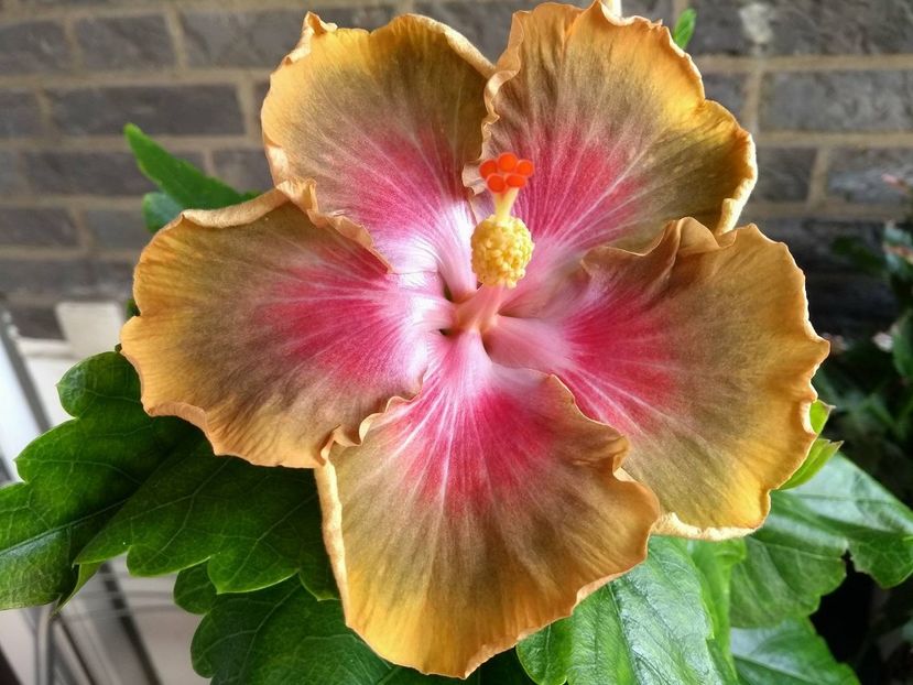 Bob Carran - 0Hibiscus in colectie infloriti