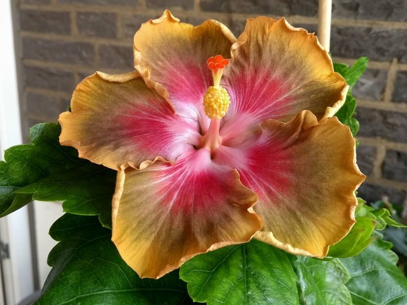 Bob Carran - 0Hibiscus in colectie infloriti