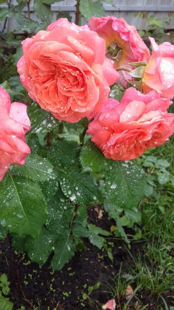 IMG-20180606-WA0047 - Emilien Guillot