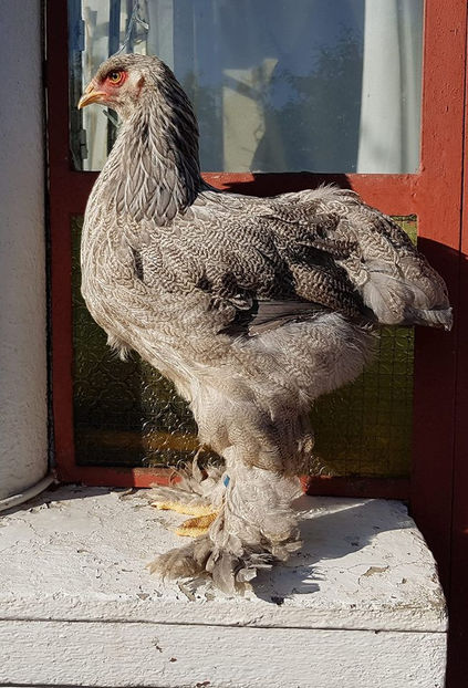  - a__Pui si tineret brahma 2018