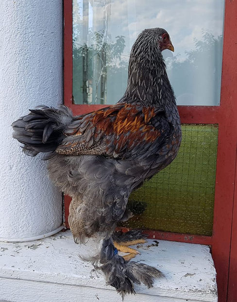  - a__Pui si tineret brahma 2018