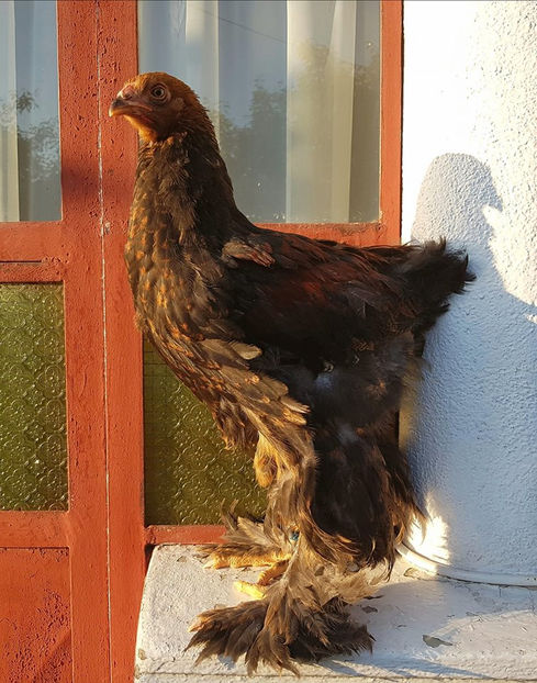  - a__Pui si tineret brahma 2018