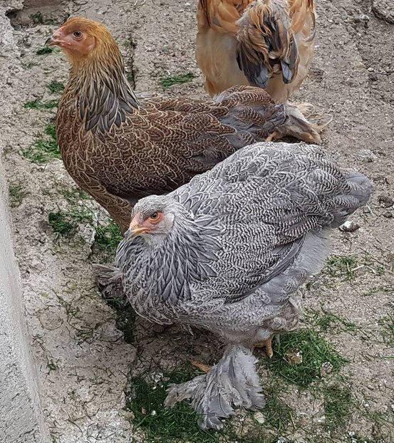  - a__Pui si tineret brahma 2018