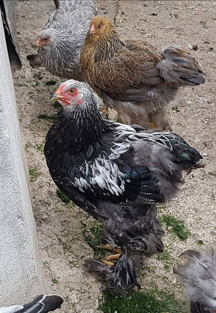  - a__Pui si tineret brahma 2018