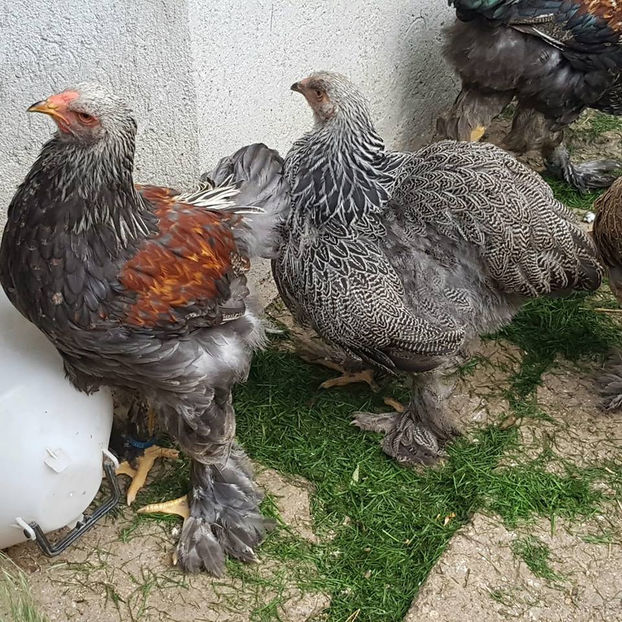  - a__Pui si tineret brahma 2018