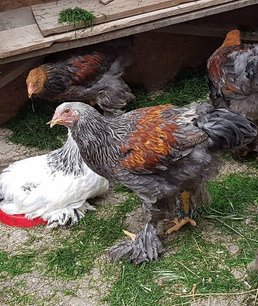  - a__Pui si tineret brahma 2018