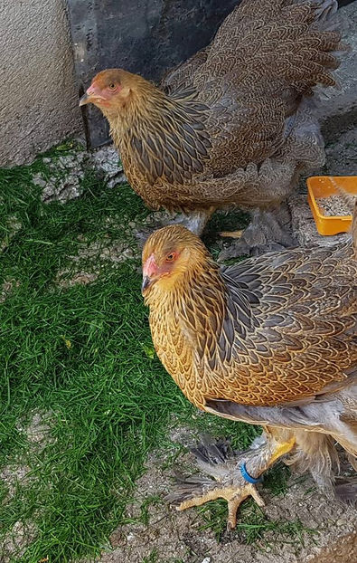  - a__Pui si tineret brahma 2018