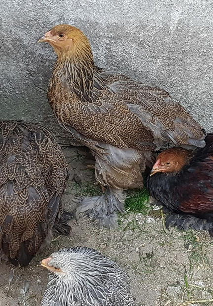  - a__Pui si tineret brahma 2018