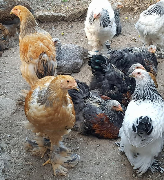  - a__Pui si tineret brahma 2018