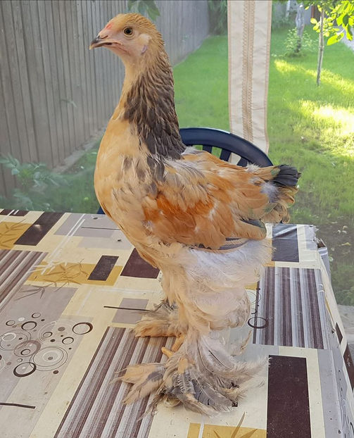  - a__Pui si tineret brahma 2018