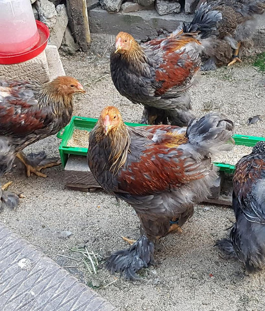  - a__Pui si tineret brahma 2018