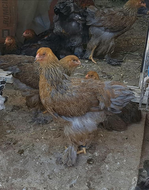  - a__Pui si tineret brahma 2018