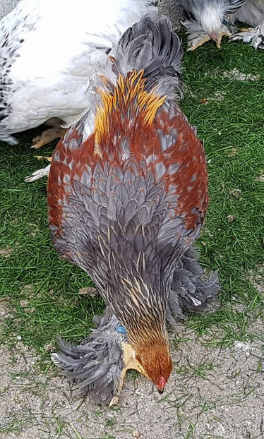  - a__Pui si tineret brahma 2018