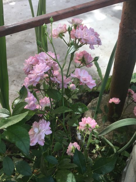  - Florile mamei 2018