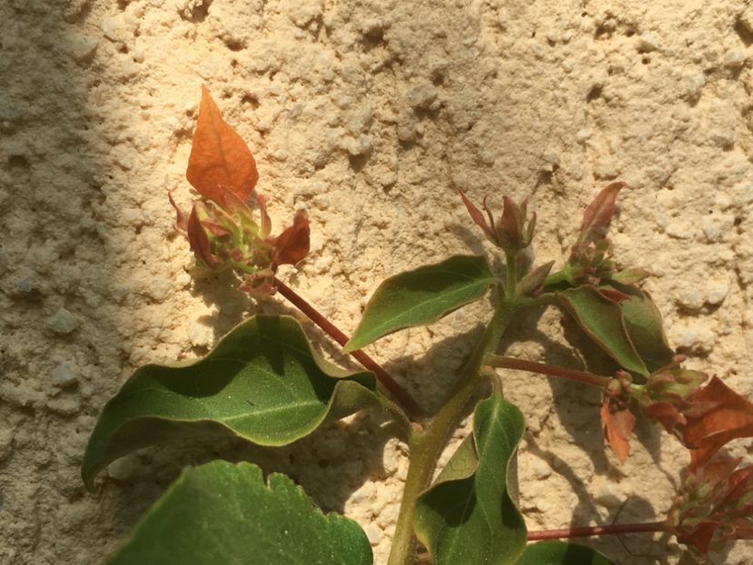  - Florile mamei 2018