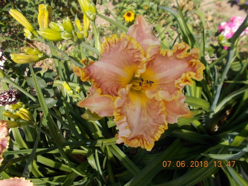  - Hemerocallis 2018