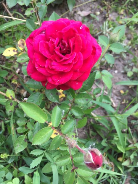 Dani - Trandafiri mini