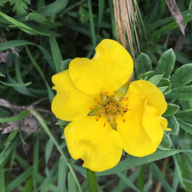 Potentilla fructicosa - Arbuști 2018
