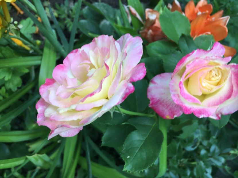 3783ED9F-493B-420D-87FB-34F5386AA4B2 - Trandafiri 2018 ll