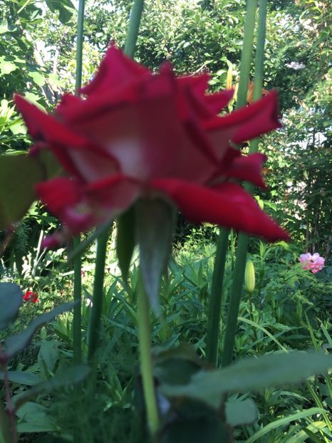 86F2D274-A023-4840-8F42-E4A87AC6235C - Trandafiri 2018 ll