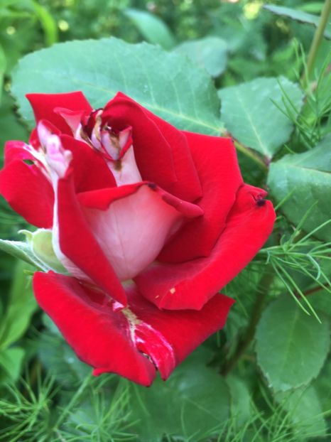 9A083F45-E549-4D76-BED4-FA21A65EC76B - Trandafiri 2018 ll