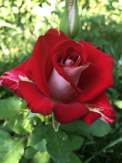 6D99C84B-6D84-4658-A711-18D96FBAC14F - Trandafiri 2018 ll